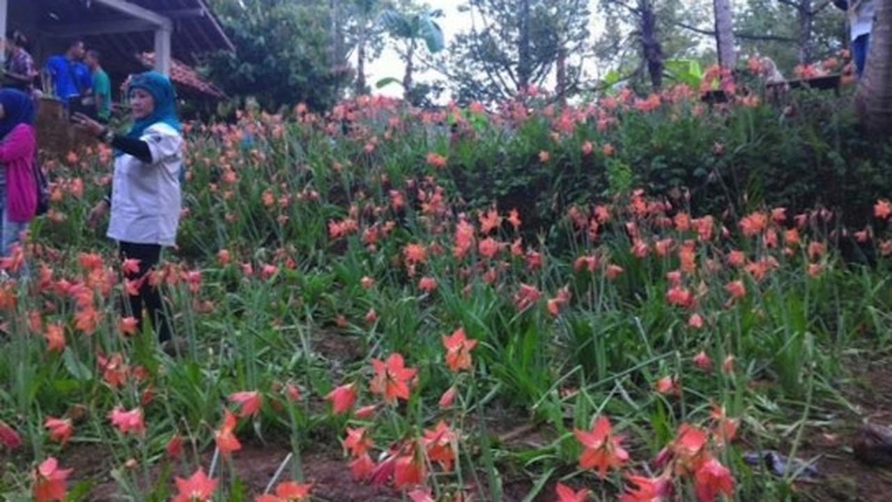 Ini kebun bunga Amarilis di Yogyakarta yang membuat heboh netizen
