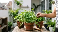 Cara Menanam Daun Ketumbar agar Bisa Dipanen Berkali-kali untuk Persediaan di Rumah