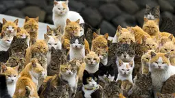 Kerumunan Kucing di pelabuhan Aoshima Island, Jepang,  25 Februari 2015.  (REUTERS/Thomas Peter)