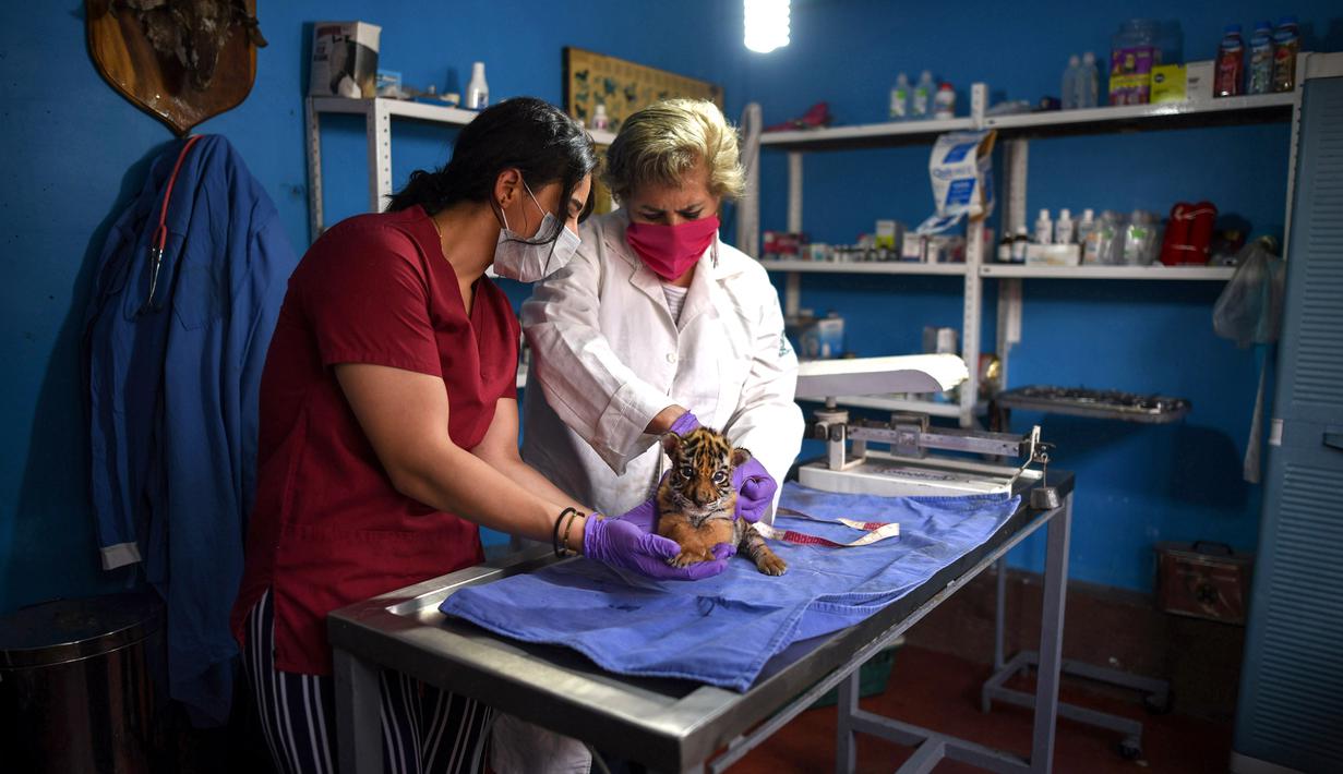 Dokter hewan memeriksa anak harimau bengal yang baru lahir di Pusat Penyelamatan dan Rehabilitasi Satwa Liar "BioZoo" di negara bagian Veracruz, Meksiko, 5 April 2020. Bayi harimau yang lahir pada 14 Maret 2020 lalu ini dinamai 'Covid' di tengah pandemi wabah virus corona. (VICTORIA RAZO/AFP)