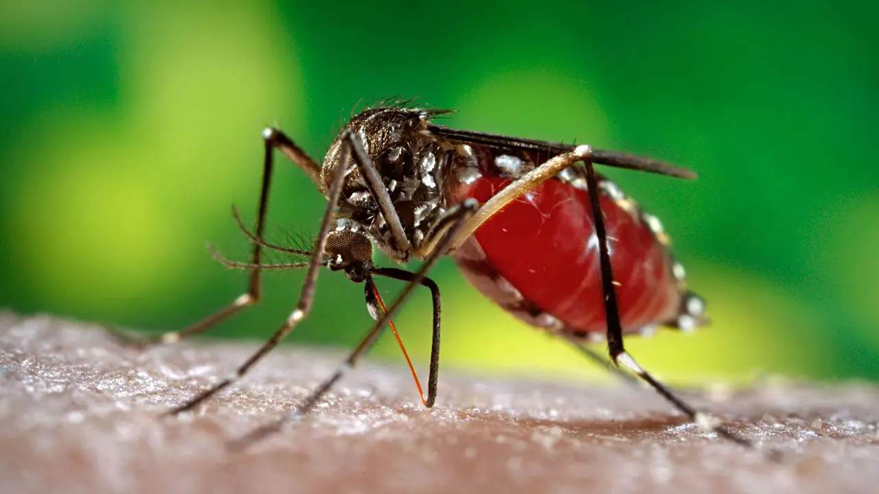 Tak Pernah ke Luar Negeri, Pria Jambi Ini Terinfeksi Virus Zika