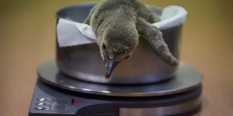 Lucunya Bayi Penguin Berumur 1 Bulan di Praha