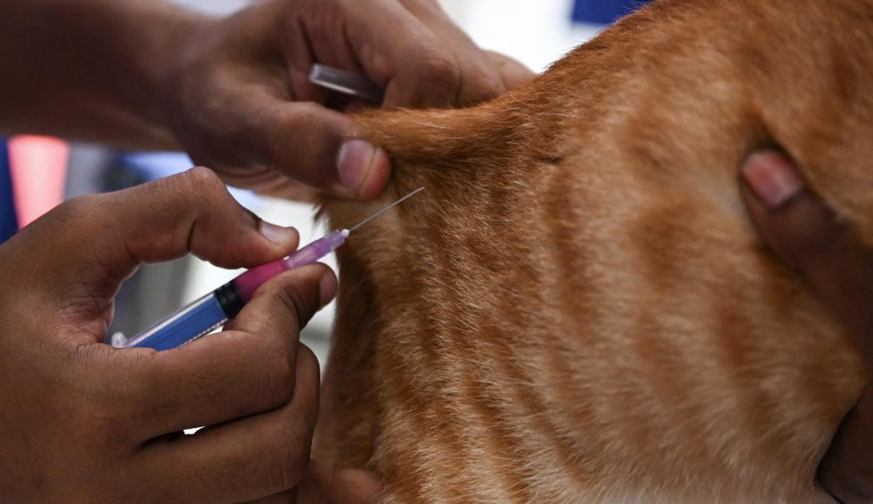 Seorang dokter hewan menginokulasi kucing dengan dosis vaksin antirabies pada kesempatan Hari Rabies Sedunia di Rumah Sakit Universitas Hewan Tamil Nadu, Chennai, Rabu (29/9/2021). Hari Rabies Sedunia diselenggarakan pada tanggal 28 September setiap tahun. (Arun SANKAR/AFP)
