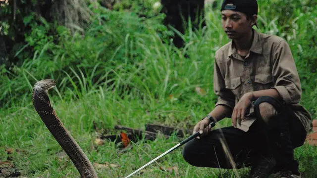 Mahasiswa penakluk king cobra