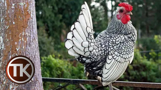 Jenis Ayam Hias Termahal Mudah Dipelihara