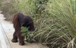 Miris Orangutan Mengais Makanan di Pinggir Jalan, Diduga Kelaparan