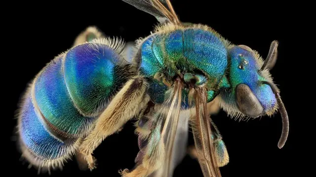 Hewan Unik Berwarna Biru Paling Indah (sumber: wikipedia)