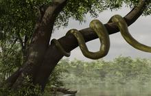 Fosil Ular Terpanjang di Dunia Ditemukan di India, Panjangnya 15 Meter Saingan Titanoboa