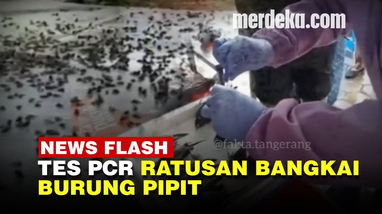 VIDEO: Misteri Kematian Ratusan Burung Pipit di Cirebon, Tim Medis Gelar Tes PCR