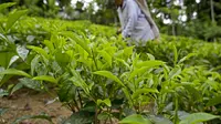 Kebun teh di Sri Lanka. (dok. Ishara S. KODIKARA / AFP)