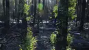 Pohon-pohon kembali bertunas setelah sempat terbakar hangus dalam kebakaran hutan di dekat Teluk Batemans, Australia, Jumat (27/2/2020). Sebanyak 5,8 juta hektare hutan berdaun lebar terbakar antara September 2019 hingga Januari 2020 di negara bagian Victoria dan New South Wales. (Xinhua/Chu Chen)