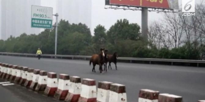 VIDEO: Kawanan Kuda Masuk Jalan Tol, Lalu Lintas Kacau