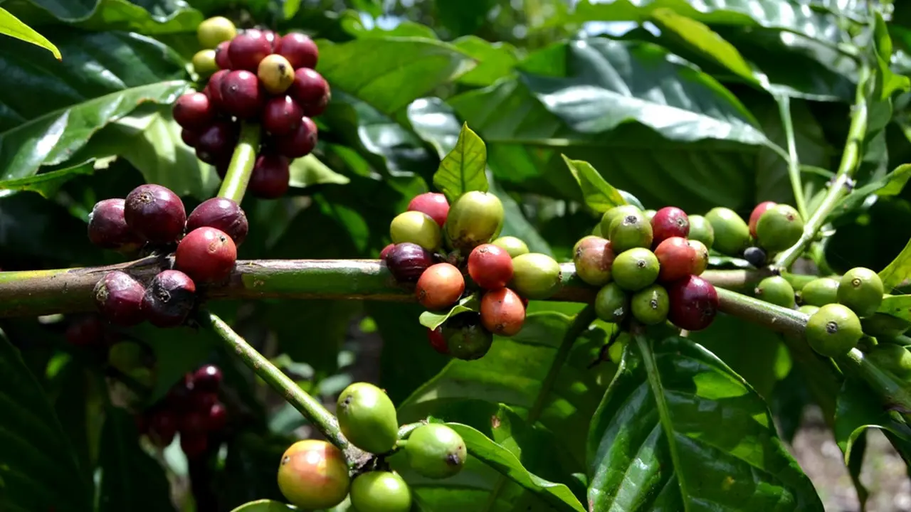 Lebih Menjanjikan, Petani Kopi Bengkulu Gunakan Vietnam Stek