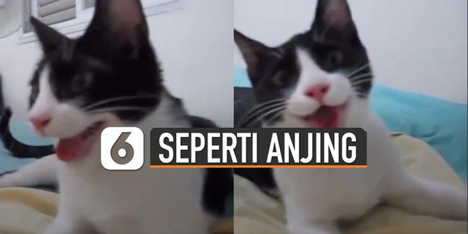 VIDEO: Kocak, Kucing Bertingkah Seperti Anjing Bikin Heran Warganet