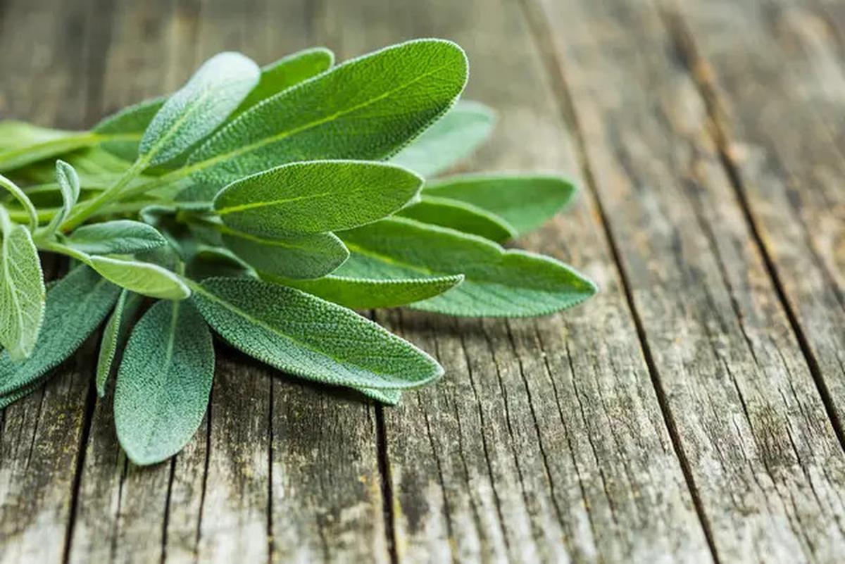 Daun Herbal untuk Menurunkan Gula Darah Secara Alami