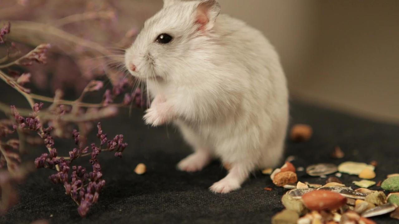 Ilustrasi Tikus