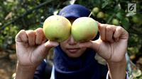 Pengunjung menunjukkan buah apel di salah satu perkebunan kawasan Batu, Malang, Jawa Timur, Rabu (25/9/2019). Apel Malang dihargai Rp 25 ribu hingga Rp 30 ribu per kilogramnya. (Liputan6.com/JohanTallo)