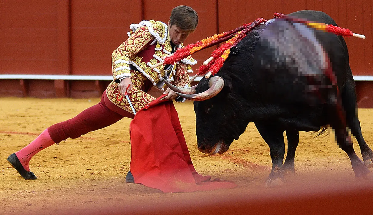 Matador asal Spanyol, Julian "El Juli" Lopez melakukan operan dengan muleta-nya saat bertarung dengan banteng di arena adu banteng Real Maestranza di Sevilla, Spanyol (21/4). (AFP Photo/Cristina Quicler)