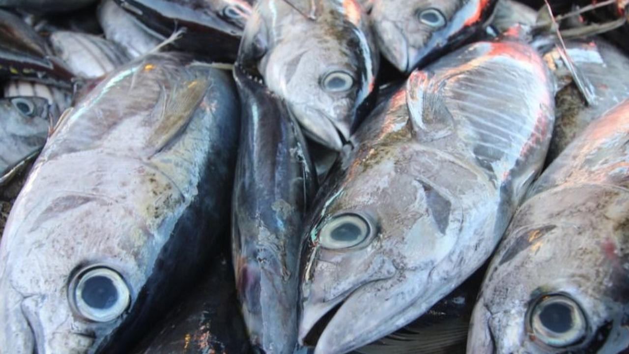 Ikan tuna dan cakalang. (Dok KKP)