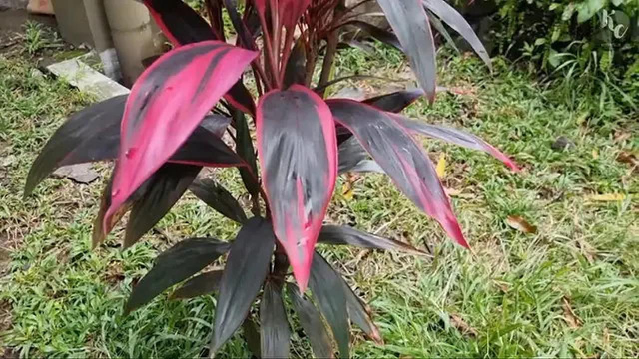 Daun Hanjuang Merah: Cara Merebus untuk Atasi Diare hingga Penyakit Asma