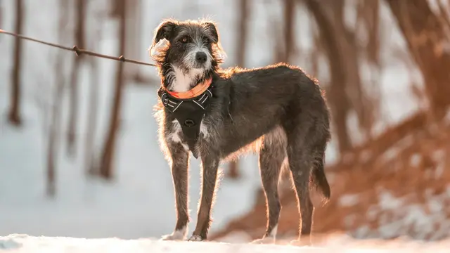 Irish Wolfhound
