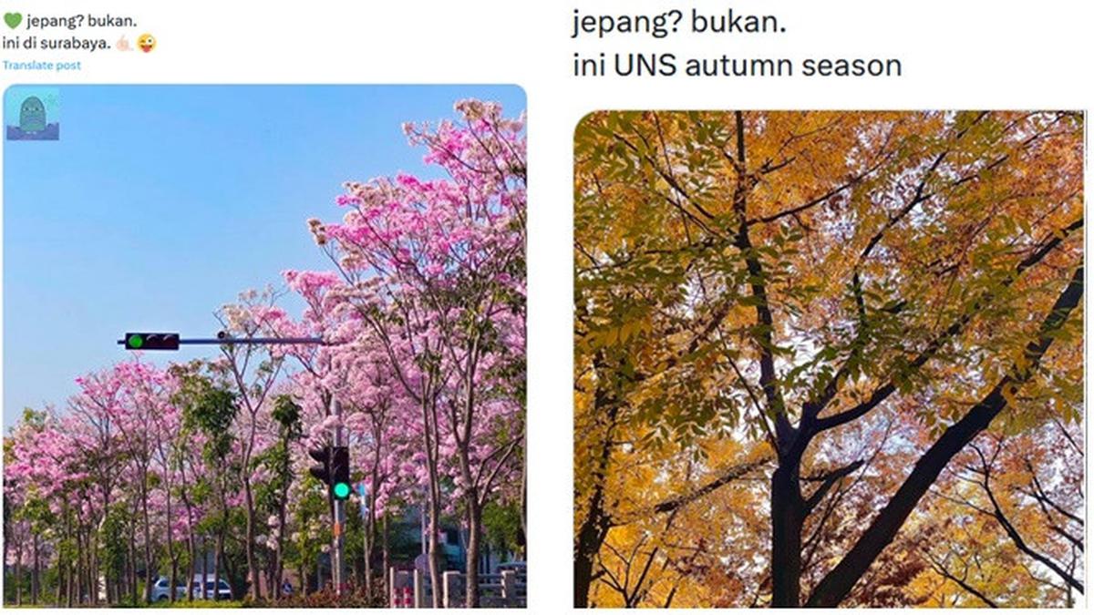 6 Potret Pemandangan Pepohonan di Indonesia Ini Mirip Luar Negeri, Tak Kalah Indah