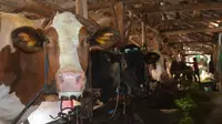 Sapi-sapi di peternakan Wanasuka, Pangalengan, Kabupaten Bandung, terlihat mengeluarkan lendir pada jungurnya. Tim Kesehatan Hewan (Keswan) setempat mengonfirmasi bahwa sapi-sapi itu terjangkit Penyakit Mulut dan Kaki (PMK), 7 Juni 2022. (Liputan6.com/Dikdik Ripaldi)