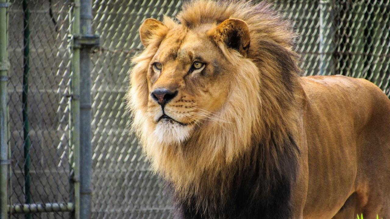 Singapore Zoo
