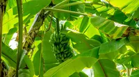 Ilustrasi pohon pisang. (Photo by M Rishal on Unsplash)