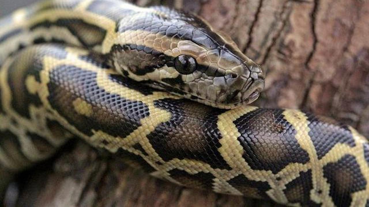 Apa yang Harus Dilakukan Jika Ada Ular Piton di Rumah? Ini Panduan Lengkap Penanganannya