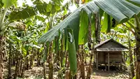 6 Cara Menghilangkan Ulat Penggulung Daun Pisang agar Tanaman Tetap Sehat