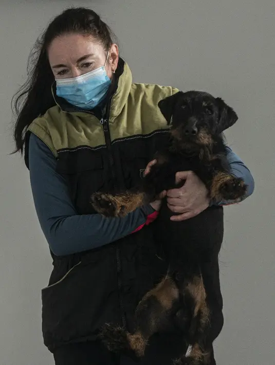 Lenka Vlachova, pelatih yang bekerja di pemadam kebakaran Praha, menggendong anjing Jagd Terrier miliknya bernama Renda di pusat pelatihan anjing pelacak COVID-19, Kliny, Republik Ceko, 22 Januari 2021. Sampel harus dipastikan bebas Corona untuk mencegah anjing tertular virus. (Michal Cizek/AFP)