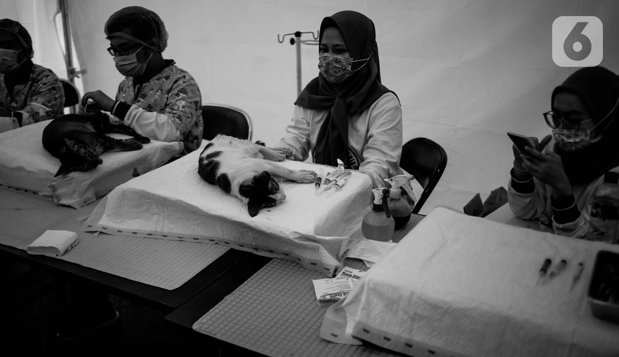Petugas Bidang Peternakan Dinas Ketahanan Pangan dan Pertanian DKI Jakarta melakukan kastrasi atau kebiri terhadap kucing jantan lokal di Balai Kota DKI, Selasa (15/10/2019). Kegiatan memperingati Hari Rabies Dunia 2019 ini diharap bisa mengendalikan populasi kucing. (Liputan6.com/Faizal Fanani)