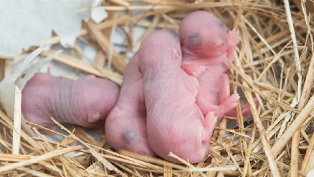 Ilustrasi bayi tikus (iStock)