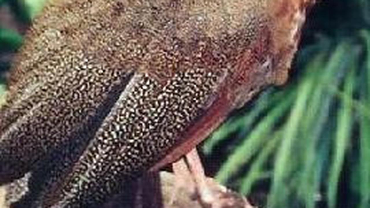 Tak hanya itu, ada beberapa fakta di balik burung seratus mata ini. Salah satunya yaitu bisa memprediksi gempa bumi dan tsunami.<br>