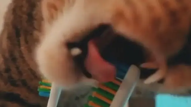 Belajar dari Pemiliknya, Kucing Ini Suka Sikat Giginya Sendiri