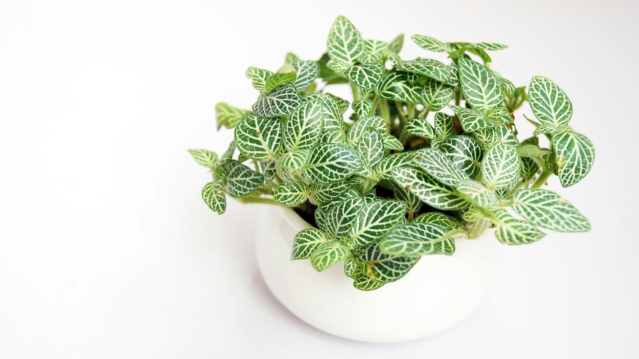 Fittonia