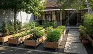 Cara Menata Kebun Berdasarkan Intensitas Matahari agar Tanaman Tumbuh Subur dan Panen Optimal