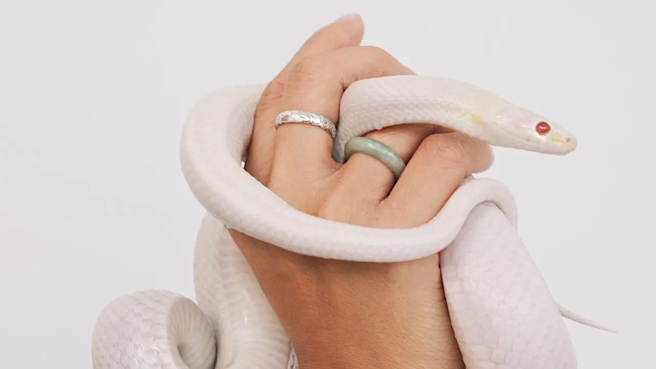 7 Arti Mimpi Digigit Ular di Tangan, Menunjukkan Pertanda Baik