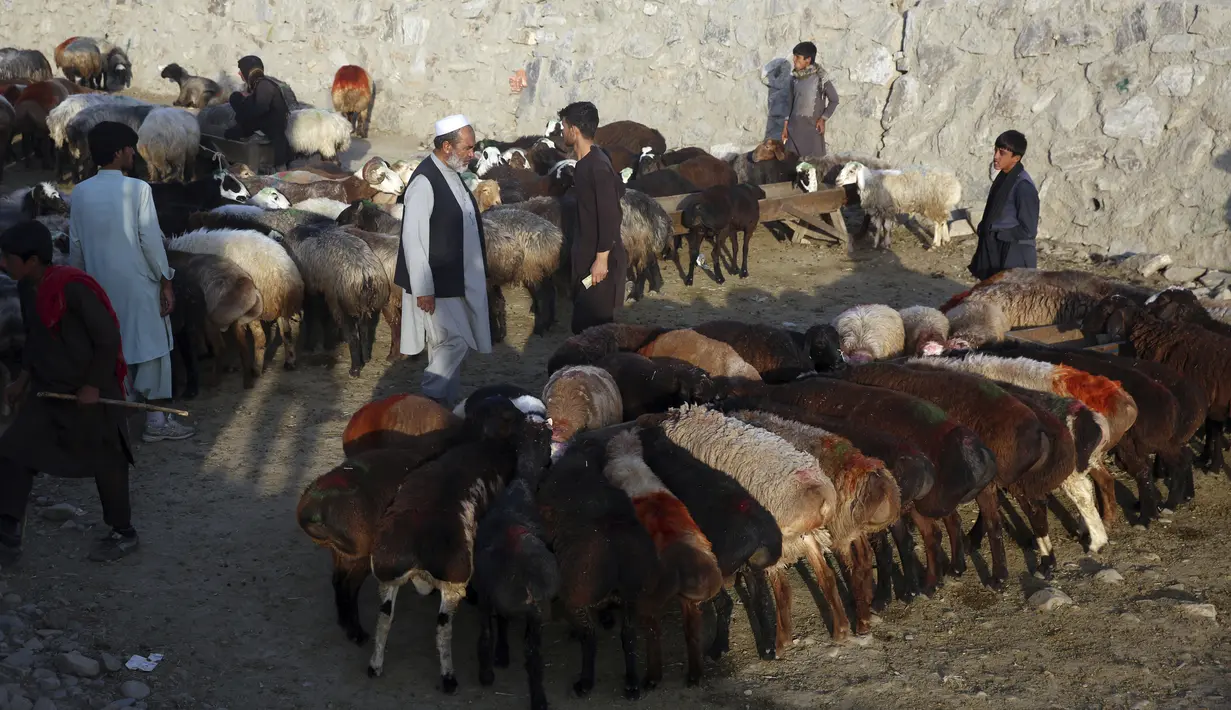 Pedagang memajang hewan ternak yang dijual jelang Hari Raya Idul Adha di Kabul, Afghanistan, Senin (27/7/2020). Idul Adha memperingati kisah Nabi Ibrahim atas kesediaan untuk mengorbankan putranya sebagai kepatuhan kepada Tuhan. (AP Photo/Rahmat Gul)