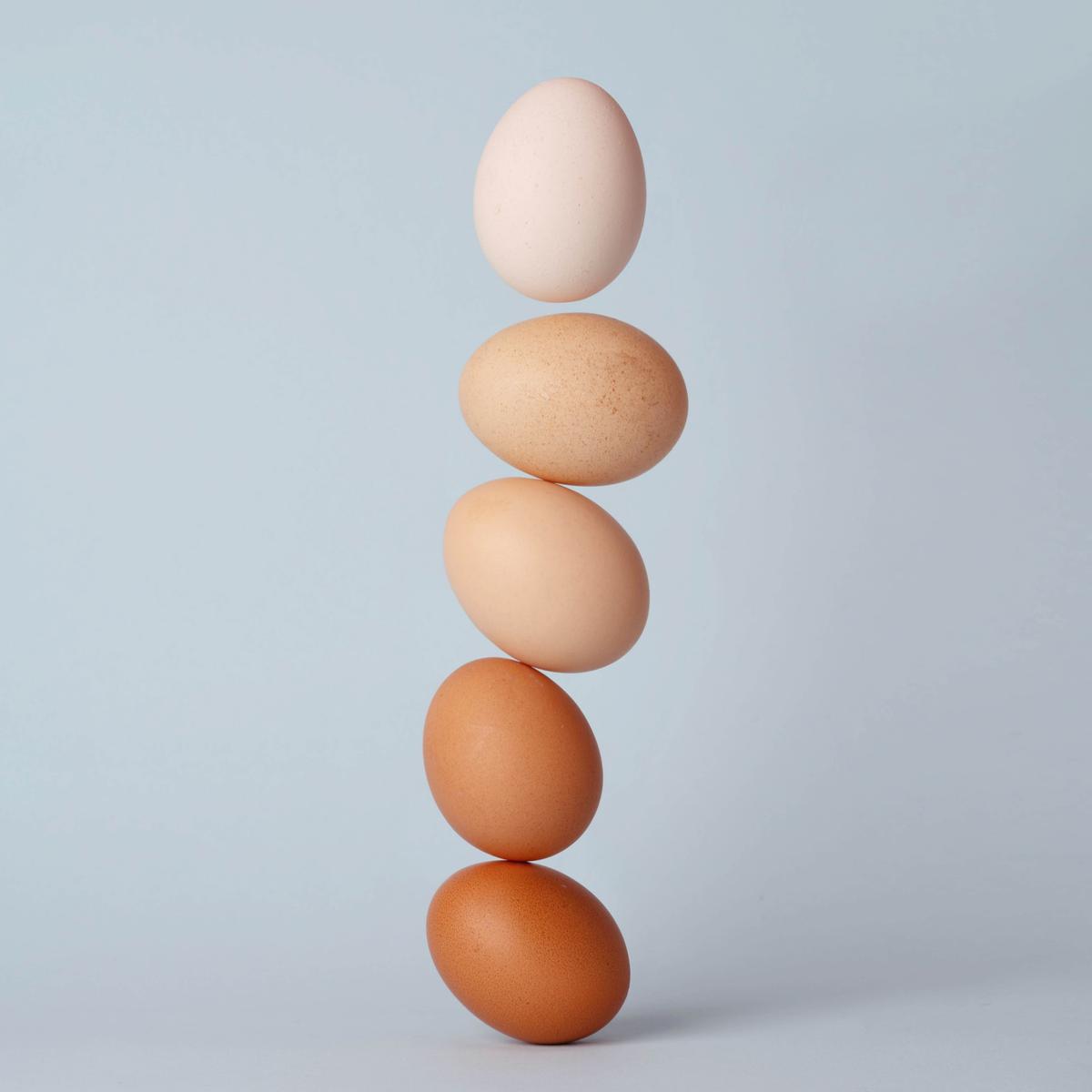 ilustrasi telur