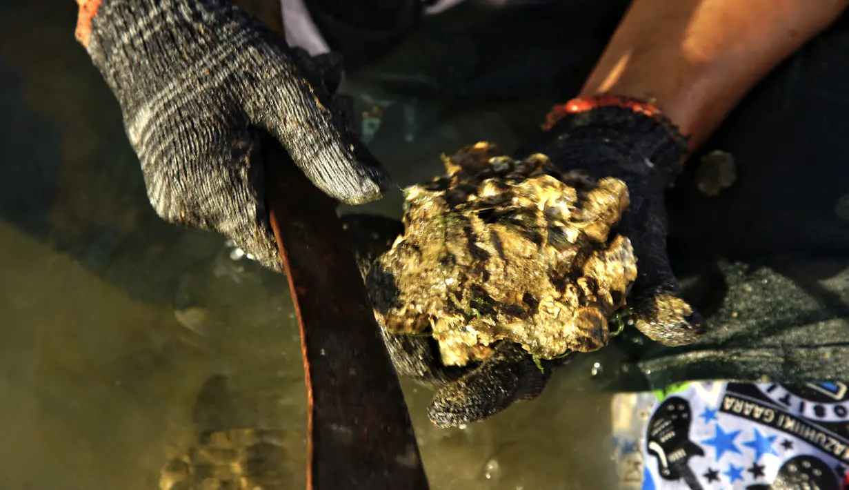 Seorang penduduk desa sedang memanen tiram yang dia panen dari muara sungai di tepi pantai di Lhokseumawe, provinsi Aceh (27/6/2021). Tiram di Aceh memiliki kadar logam sangat rendah, membuat tiram Aceh berkualitas baik dan aman dikonsumsi. (AFP/Azwar Ipank)