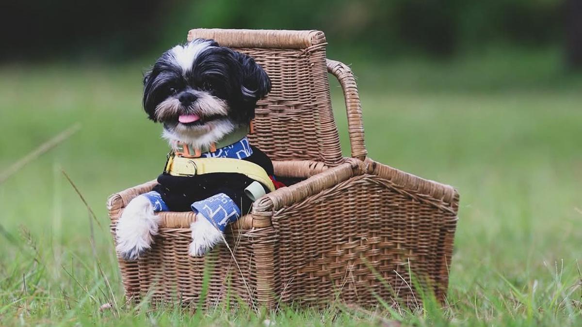 6 Tips Membawa Anjing Traveling dari Pawrents Shih Tzu, Jaga Anabul Tetap Bahagia