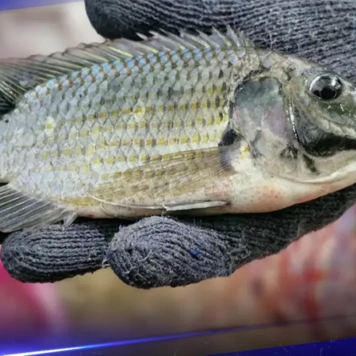 ikan mujair