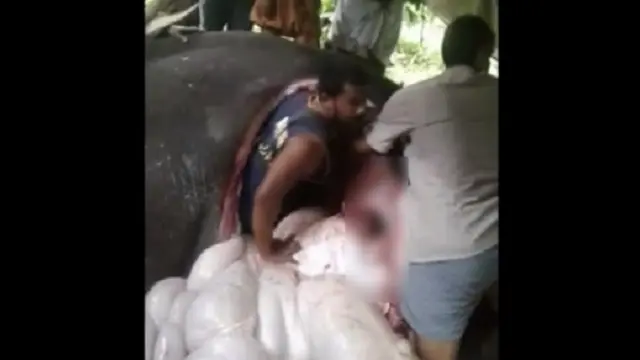 Mahesh Babu Bersiap Masuk Perut Gajah. (Foto: Rumble/dream)