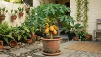 Cara Menanam Pepaya dalam Pot agar Cepat Berbuah, Solusi Kebun Mini