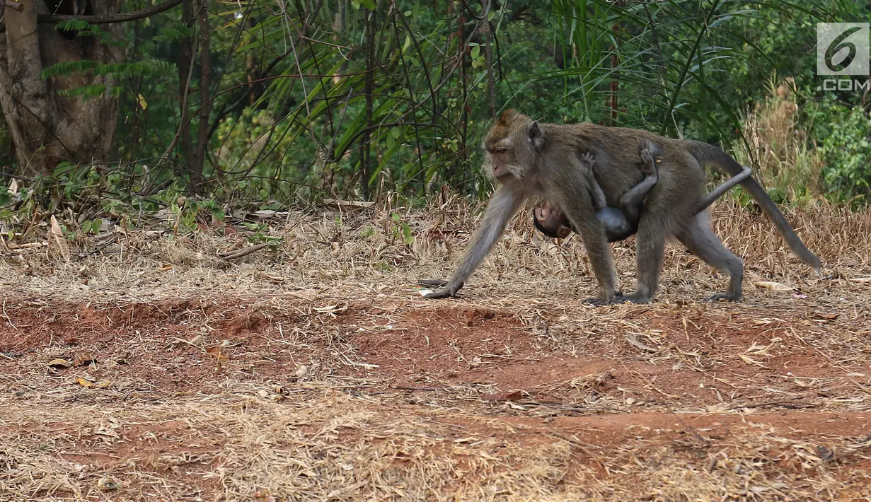 Seekor monyet membawa anaknya saat berkeliaran di kawasan Pantai Indah Kapuk (PIK), Jakarta, Selasa (17/9/2019). Kawanan monyet yang berasal dari Suaka Margasatwa Muara Angke tersebut keluar dari habitatnya ke jalan untuk mencari makanan. (Liputan6.com/Herman Zakharia)