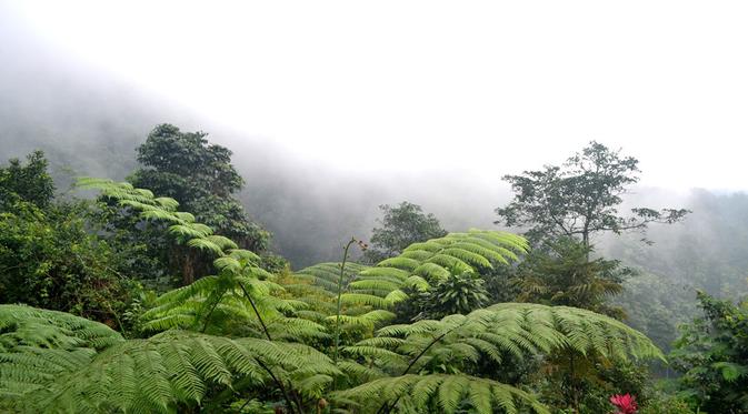 Hutan lindung di lereng Gunung Slamet. (Foto: Liputan6.com/Muhamad Ridlo)