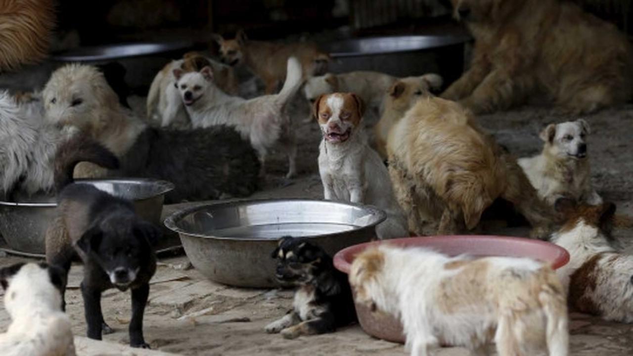 Wanita ini rela habiskan jutaan uang demi selamatkan ribuan anjing