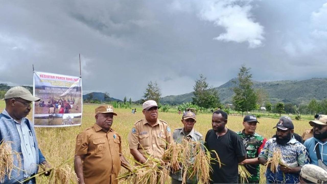 Kolaborasi Kodim dan Pemkab Jayawijaya Sukseskan Ketahanan Pangan Melalui Panen Raya Padi